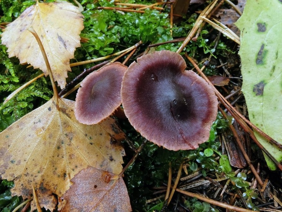 Паутинник пластинчатый