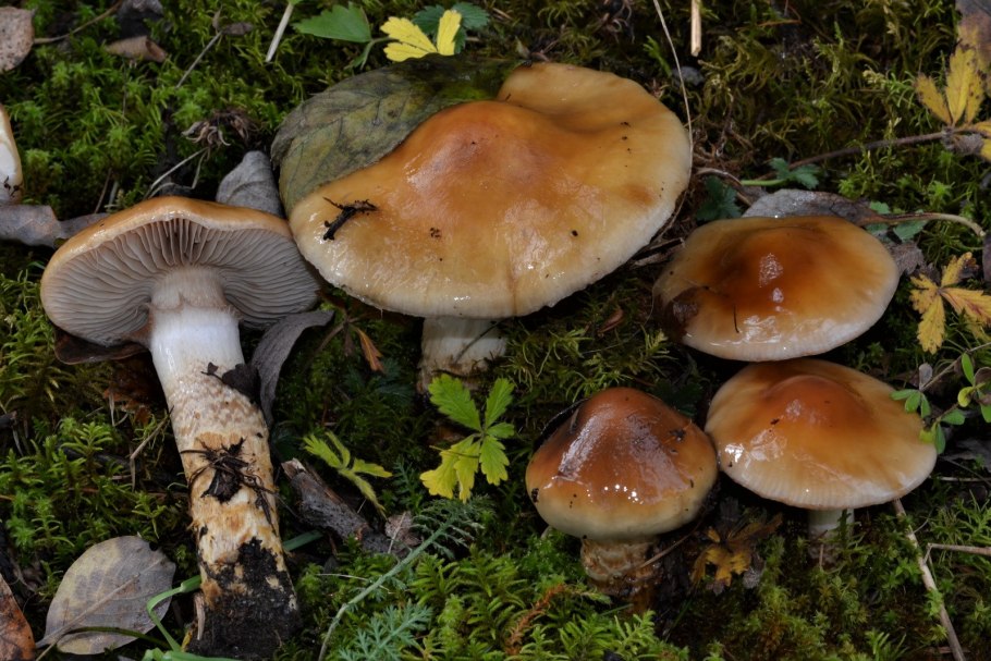 Паутинник слизевой Cortinarius mucifluus