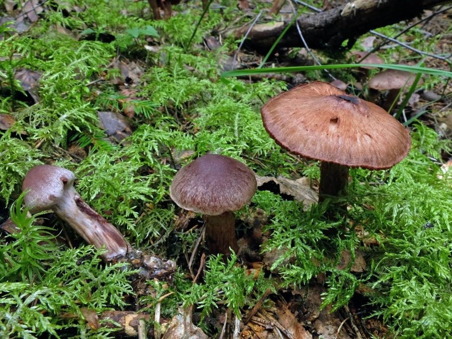 Паутинник тёмно-бурый (Cortinarius brunneus)