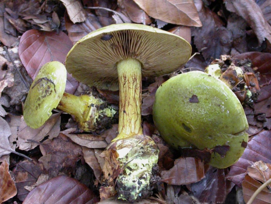 Паутинник зеленый