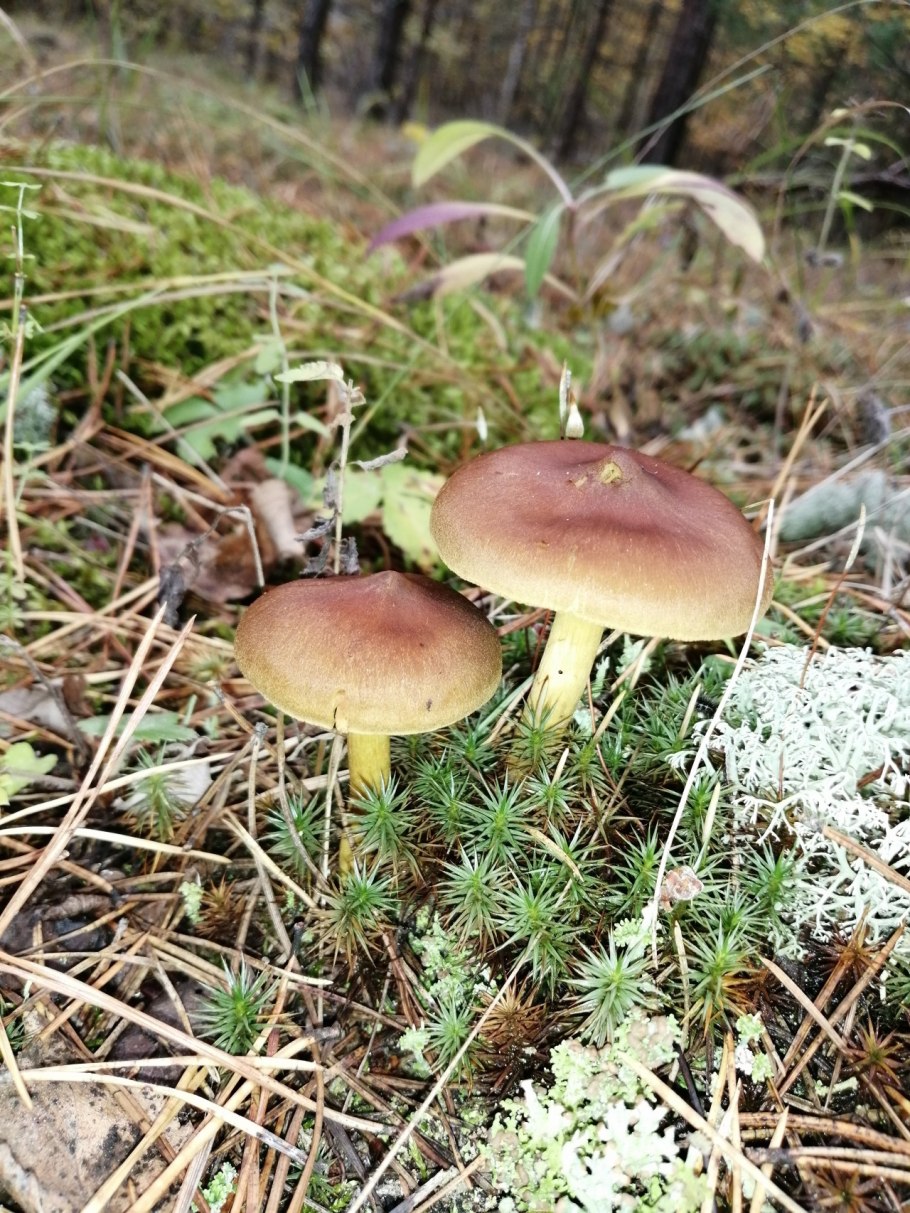 Грибы Казань