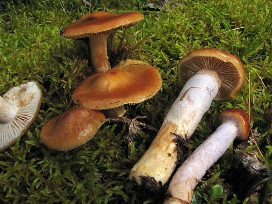 Паутинник пачкающий Cortinarius collinitus