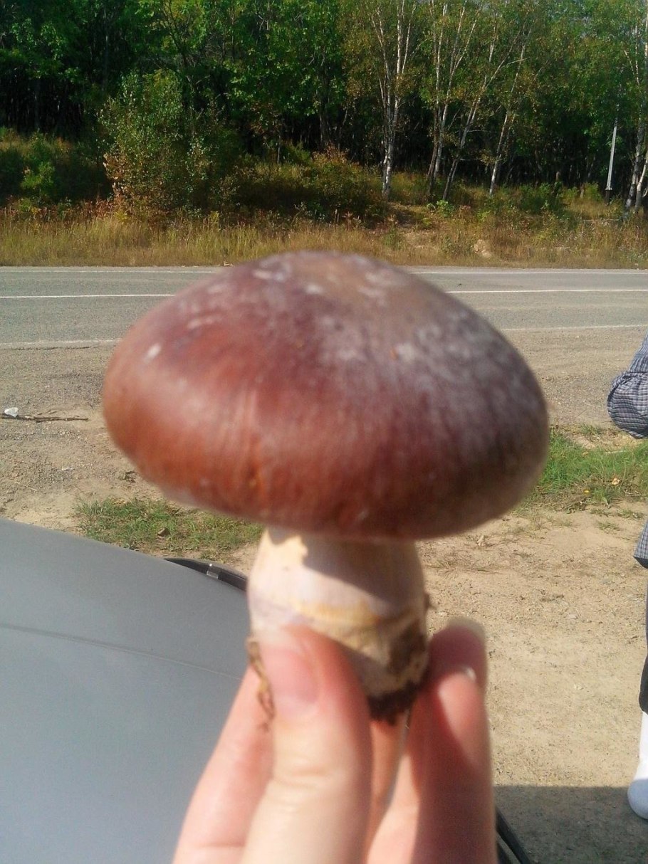 Cortinarius Praestans паутинник превосходный