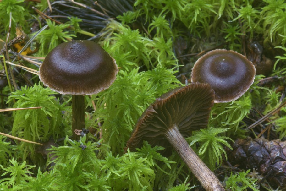 Cortinarius anthracinus