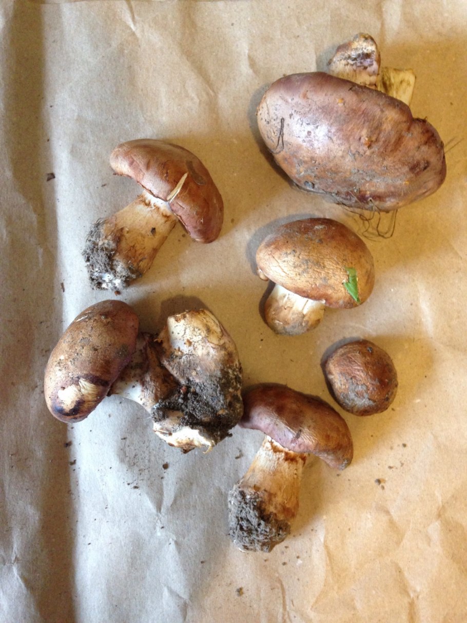 Гриб паутинник голубовато опоясанный