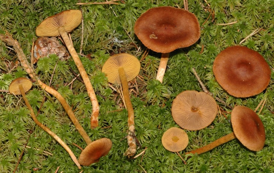 Паутинник коричневый Cortinarius cinnamomeus