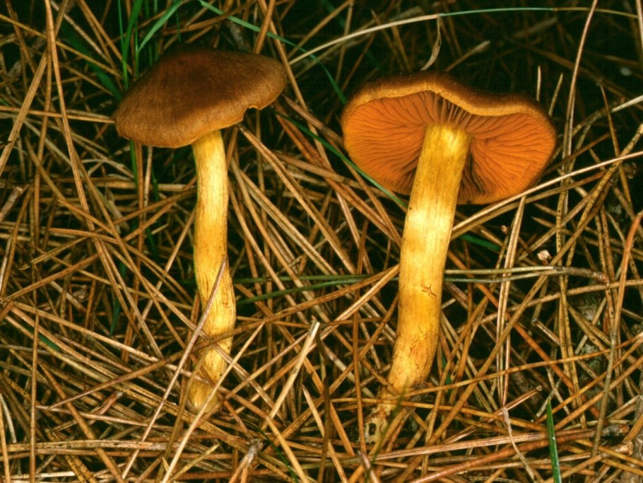 Паутинник коричневый Cortinarius cinnamomeus