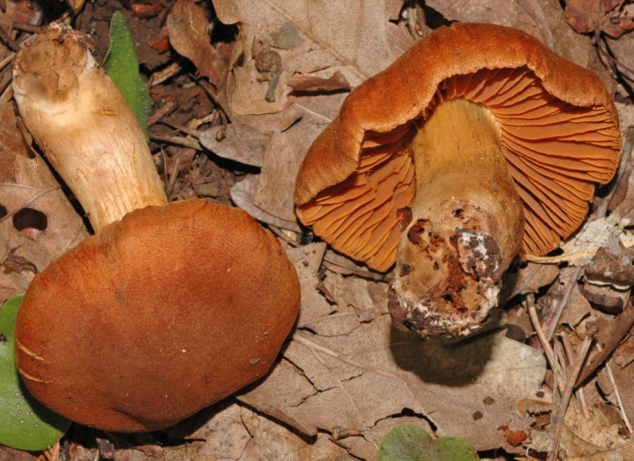Паутинник плюшевый Cortinarius orellanus