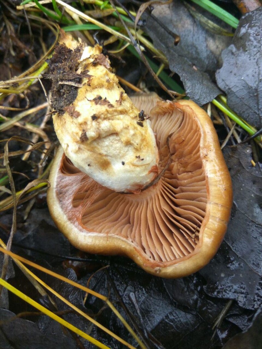 Грибы золотистый паутинник
