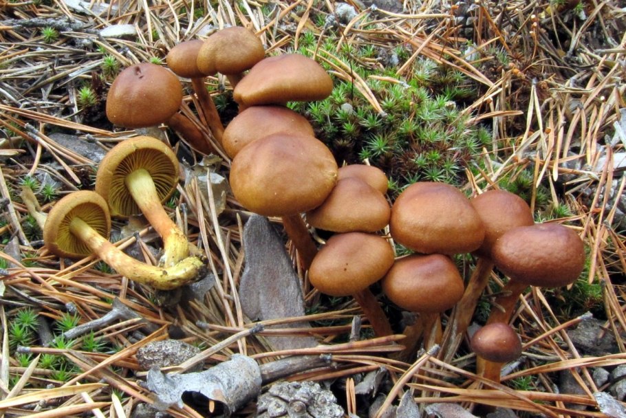 Паутинник коричный (Cortinarius cinnamomeus)