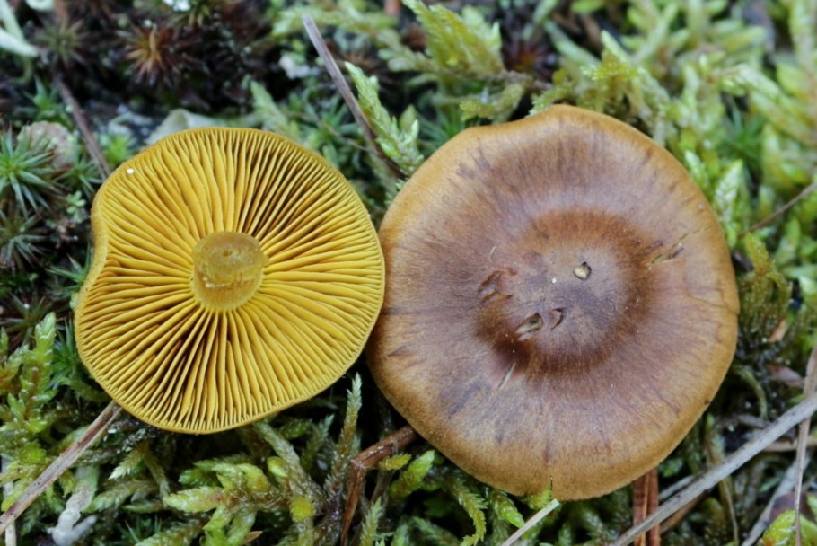 Паутинник шафрановый