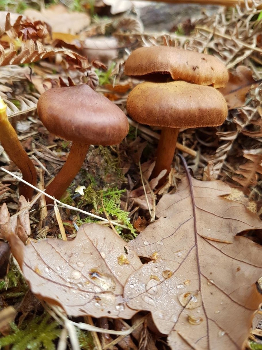 Паутинник коричный (Cortinarius cinnamomeus)
