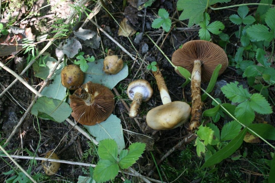 Паутинник коричневый съедобные гриб