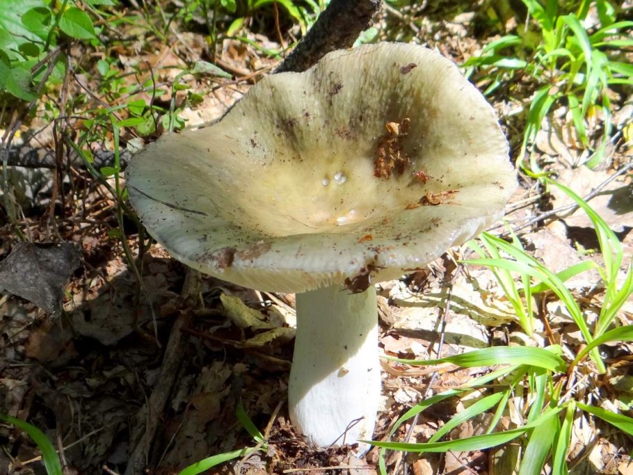 Russula heterophylla