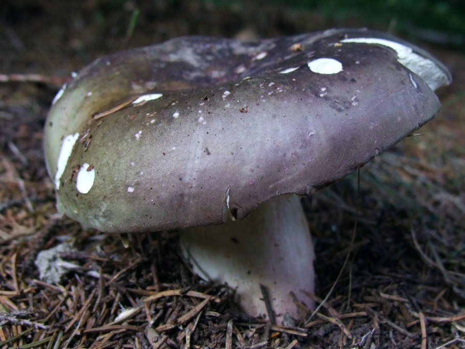 Гриб Russula cyanoxantha