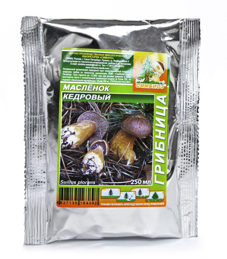 Маслёнок кедр гриб
