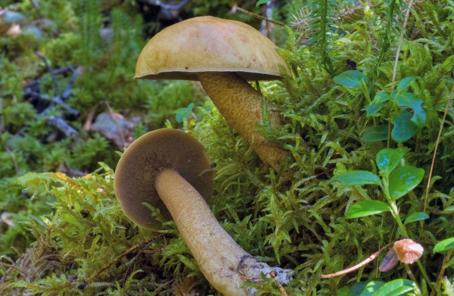 Масленок Кедровый Плачущий