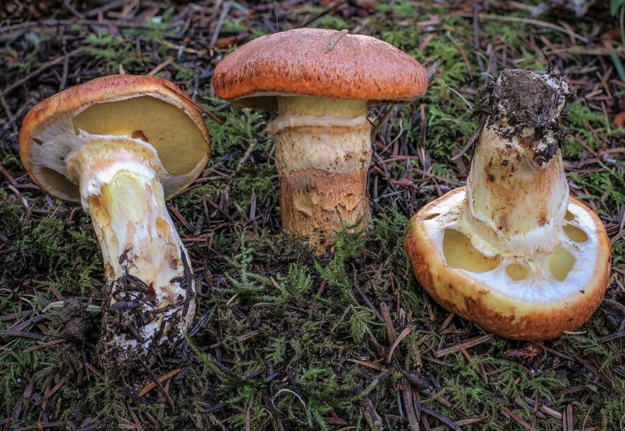 Грибы маслята ложные