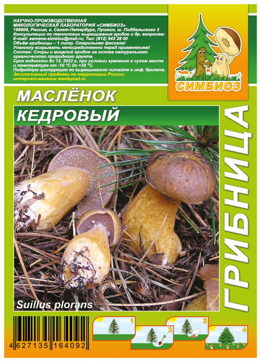 Маслёнок Кедровый (Suillus Plorans