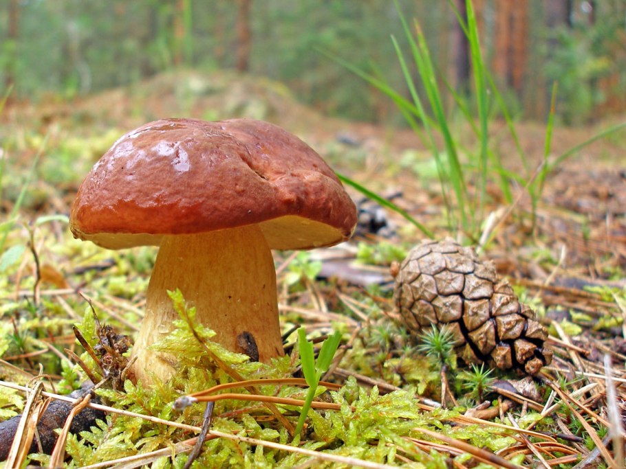 Грибы Томской области с названиями