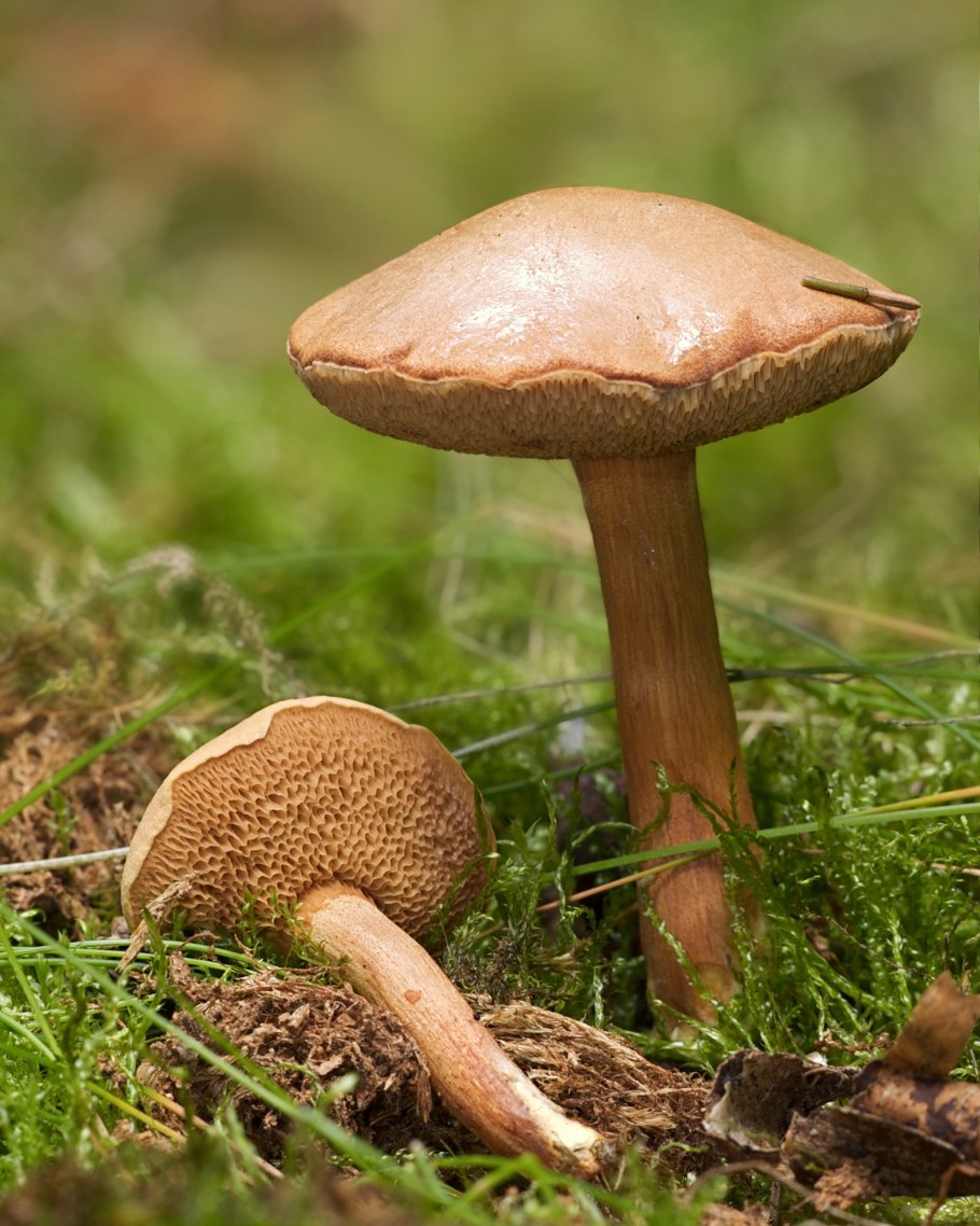 Suillus collinitus
