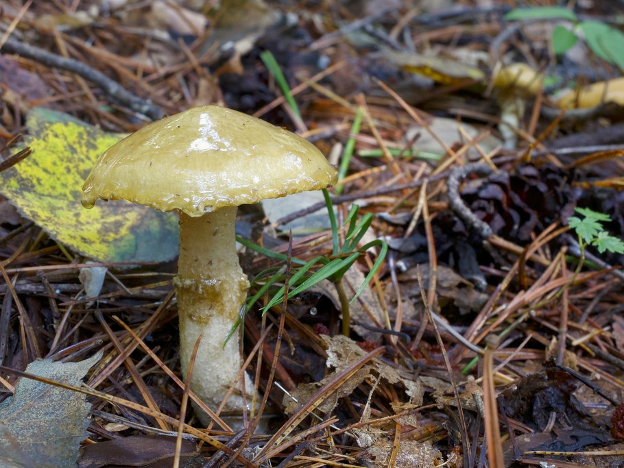 Масленок моховик зеленый