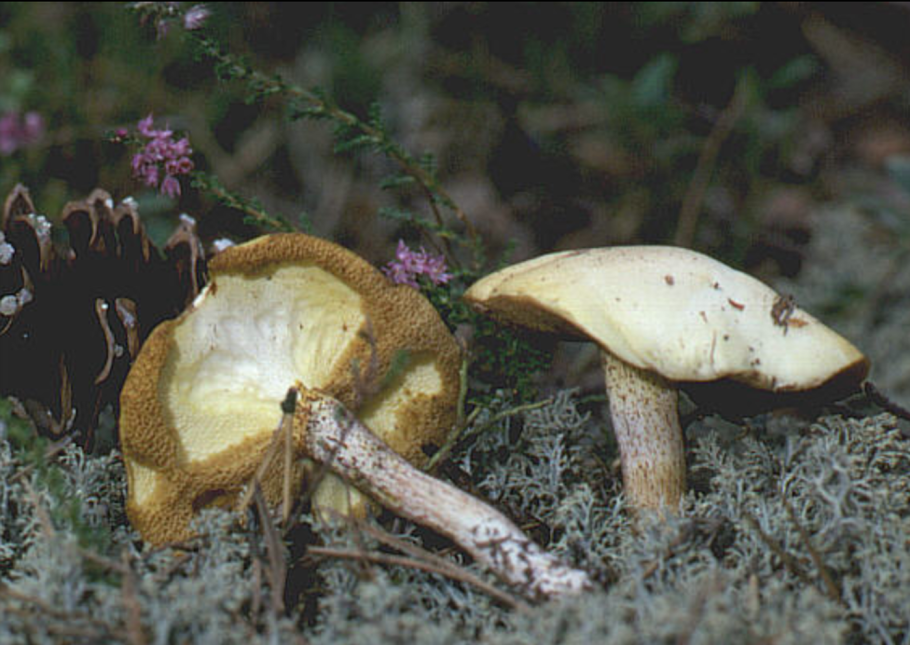 Маслята грибы фото съедобные и несъедобные