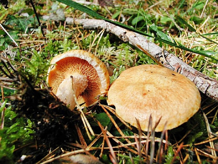 Маслёнок трентийский (Suillus tridentinus)