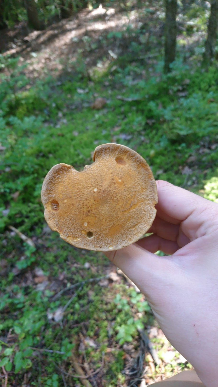 Грибы подберезовики в Томской области