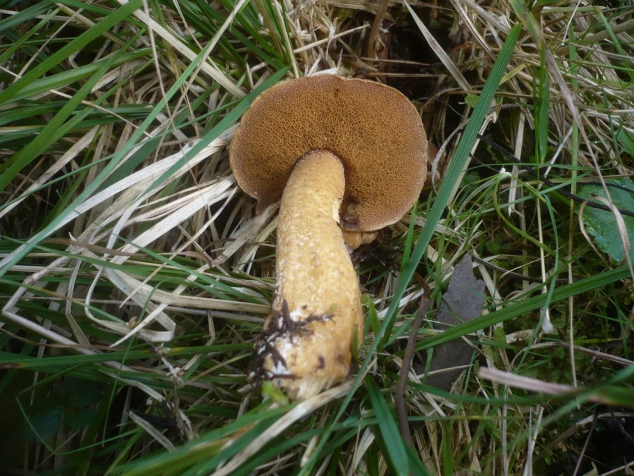 Suillus Plorans