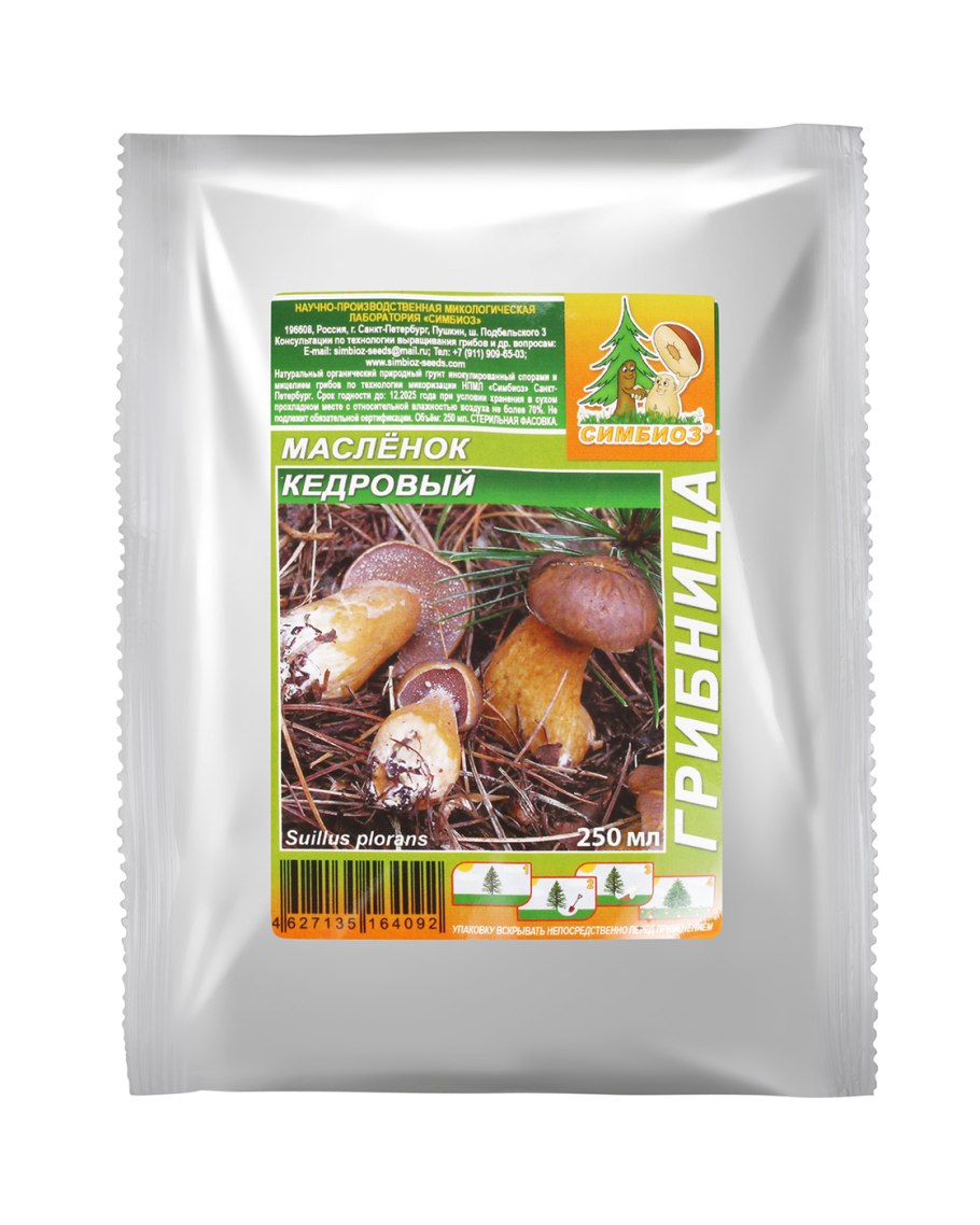 Грибы маслята характеристика Сосновый Бор