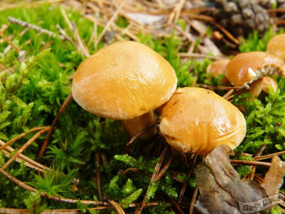 Моховик болотный