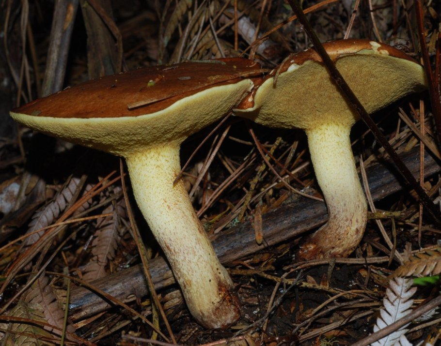 Гриб Suillus luteus