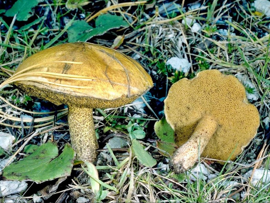 Масленок обыкновенный гименофор