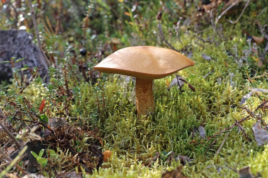 Масленок Кедровый, 250 мл