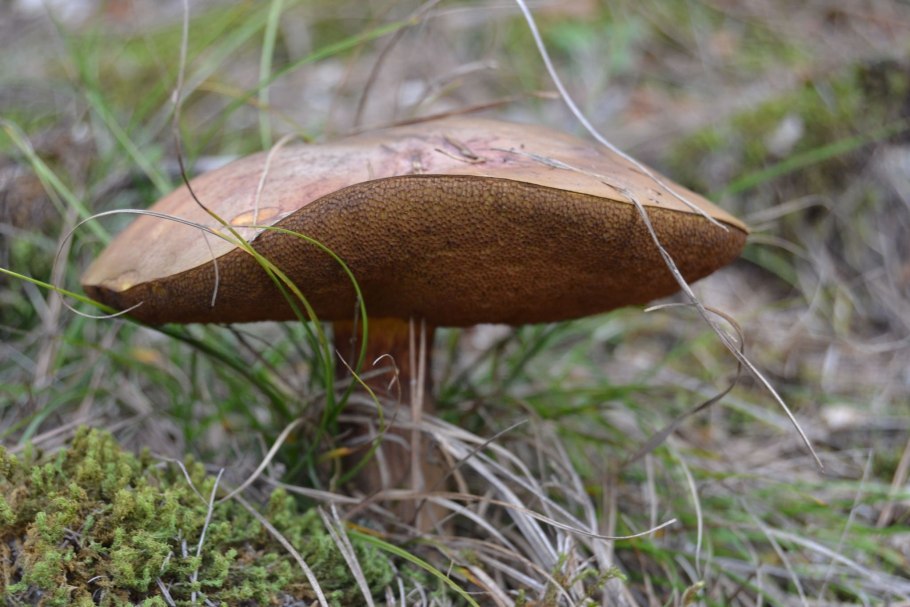 Маслёнок Кедровый (Suillus Plorans