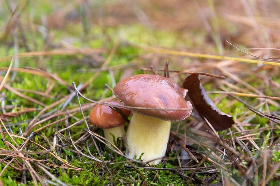 Маслёнок рубиновый (Suillus rubinus)