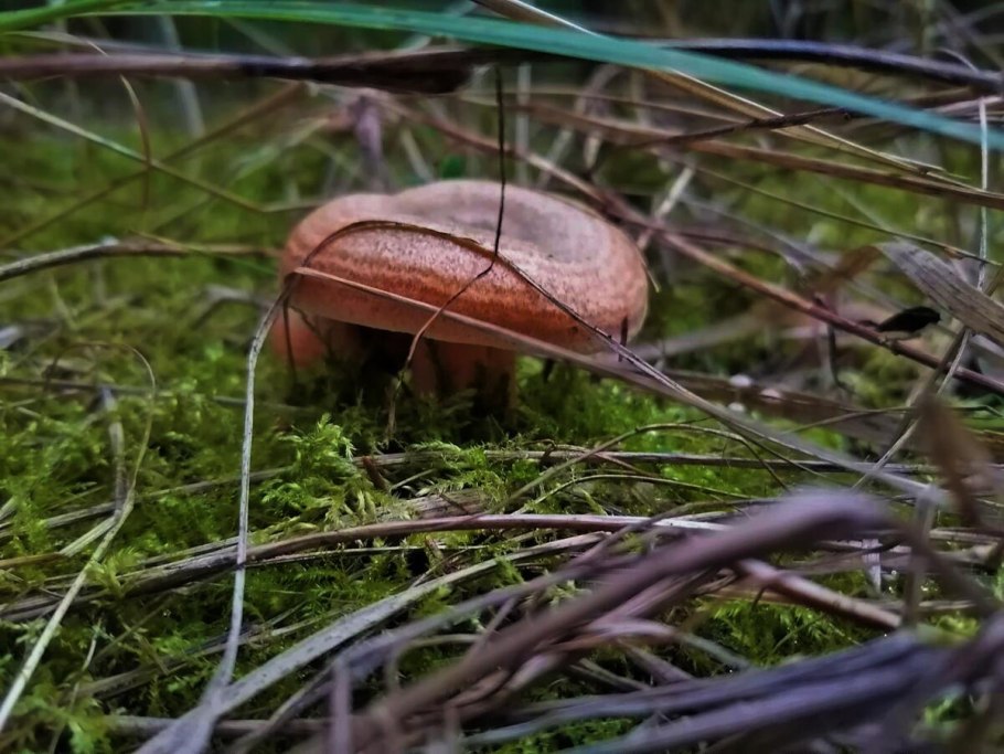 Гриб масленок Крымский