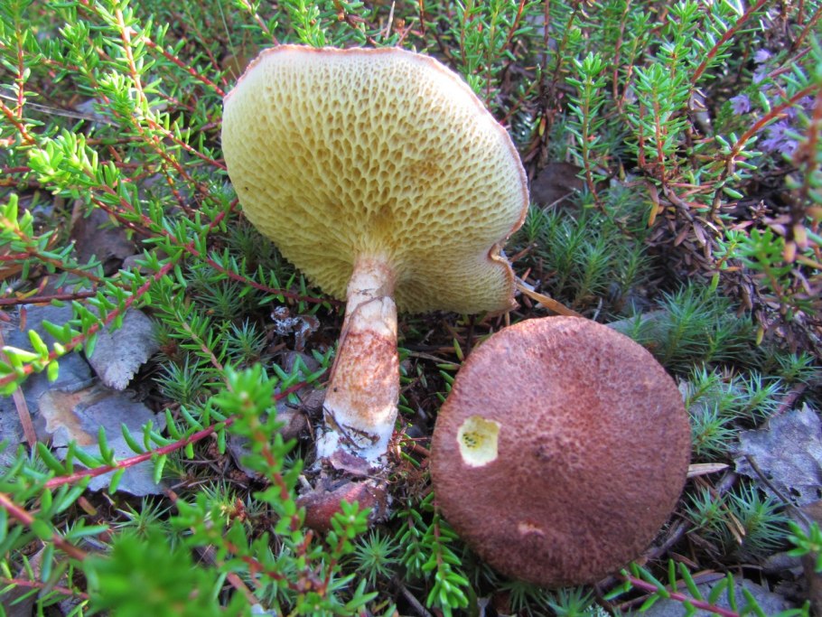 Suillus aeruginascens