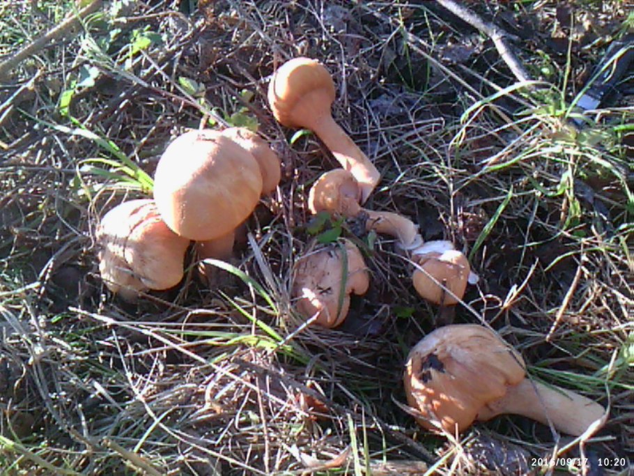 Маслёнок раскрашенный