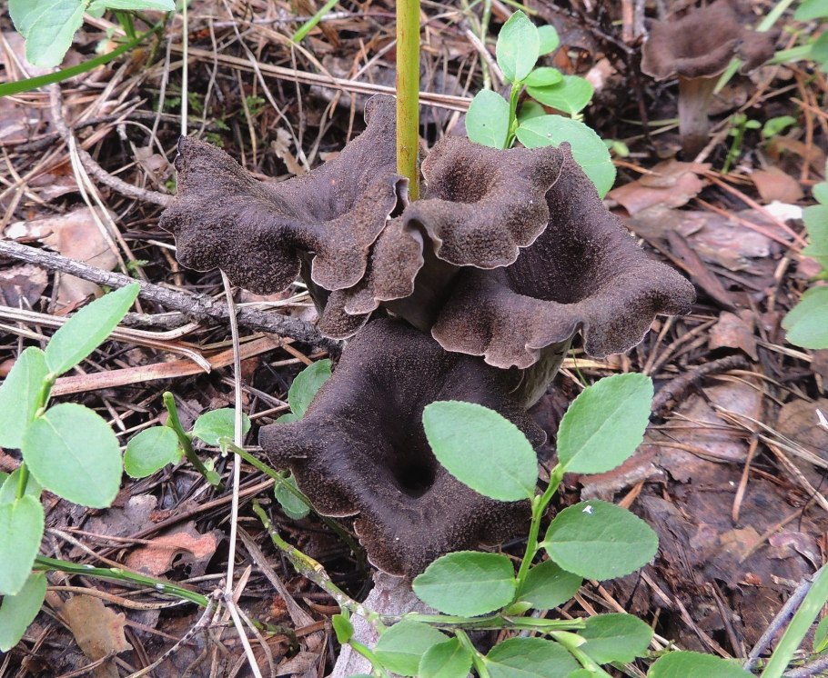 Pseudoplectania nigrella