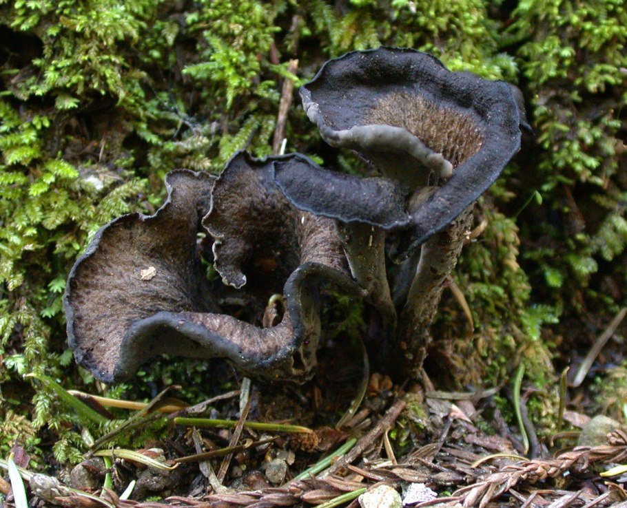 Лисичка трубковидная, Cantharellus tubaeformis