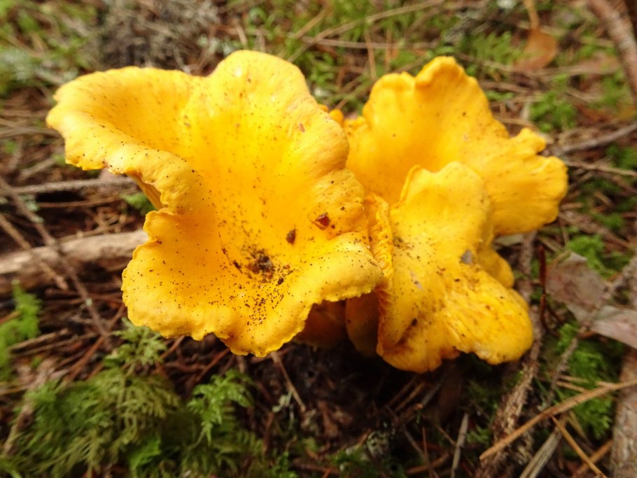 Чёрные лисички грибы