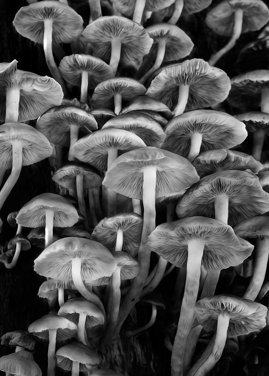 Лисичка черная вороночник рожковидный