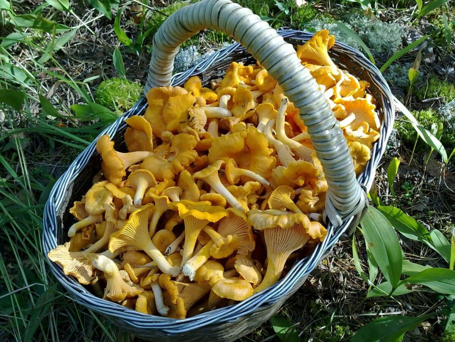 Грибница опенка темного Armillaria ostoyae