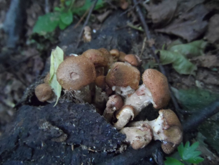 Лисичка киноварно-красная