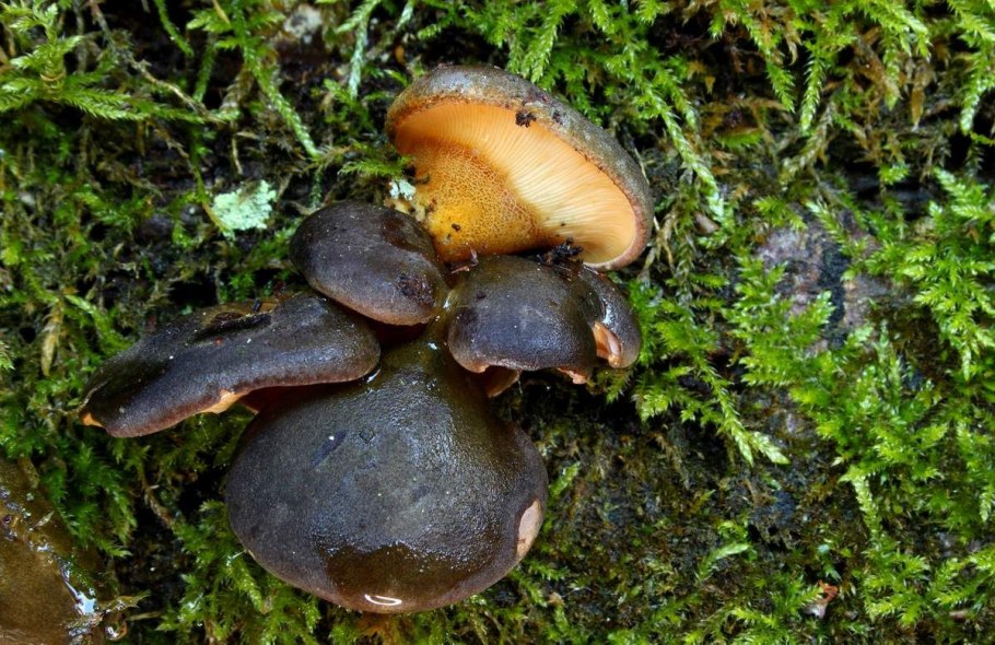 Серая Лисичка гриб