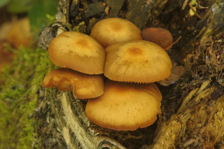 Гриб черная Лушка