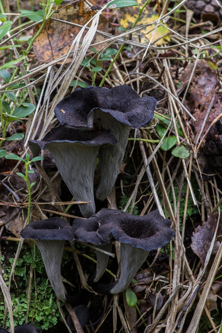 Вороночник рожковидный гриб