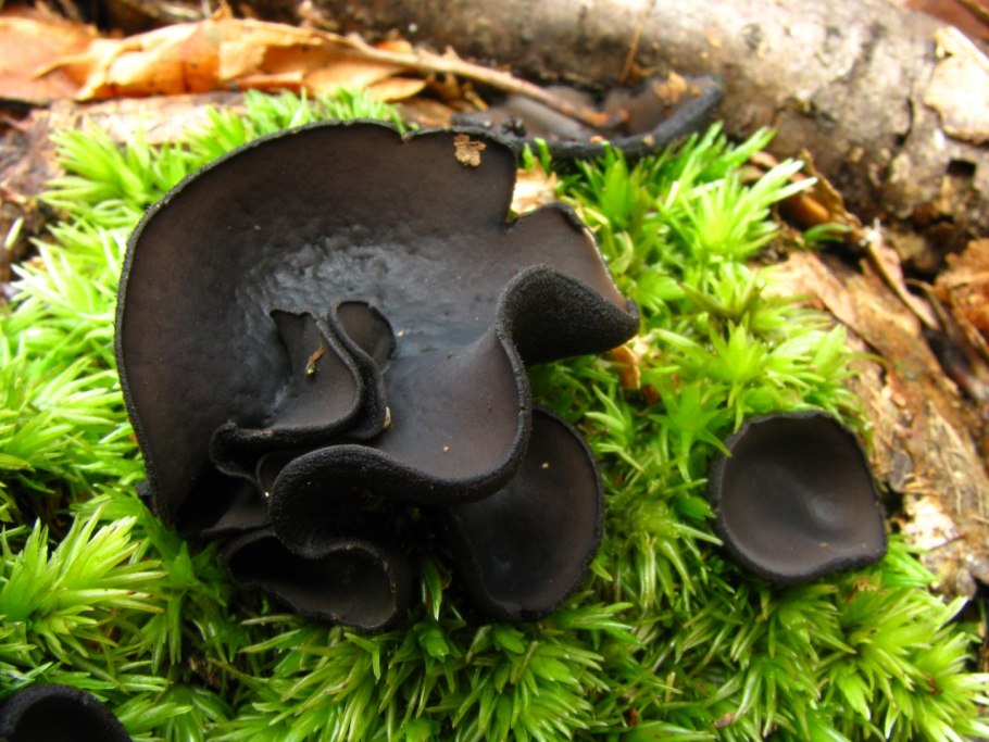 Грибы черный Фунгус